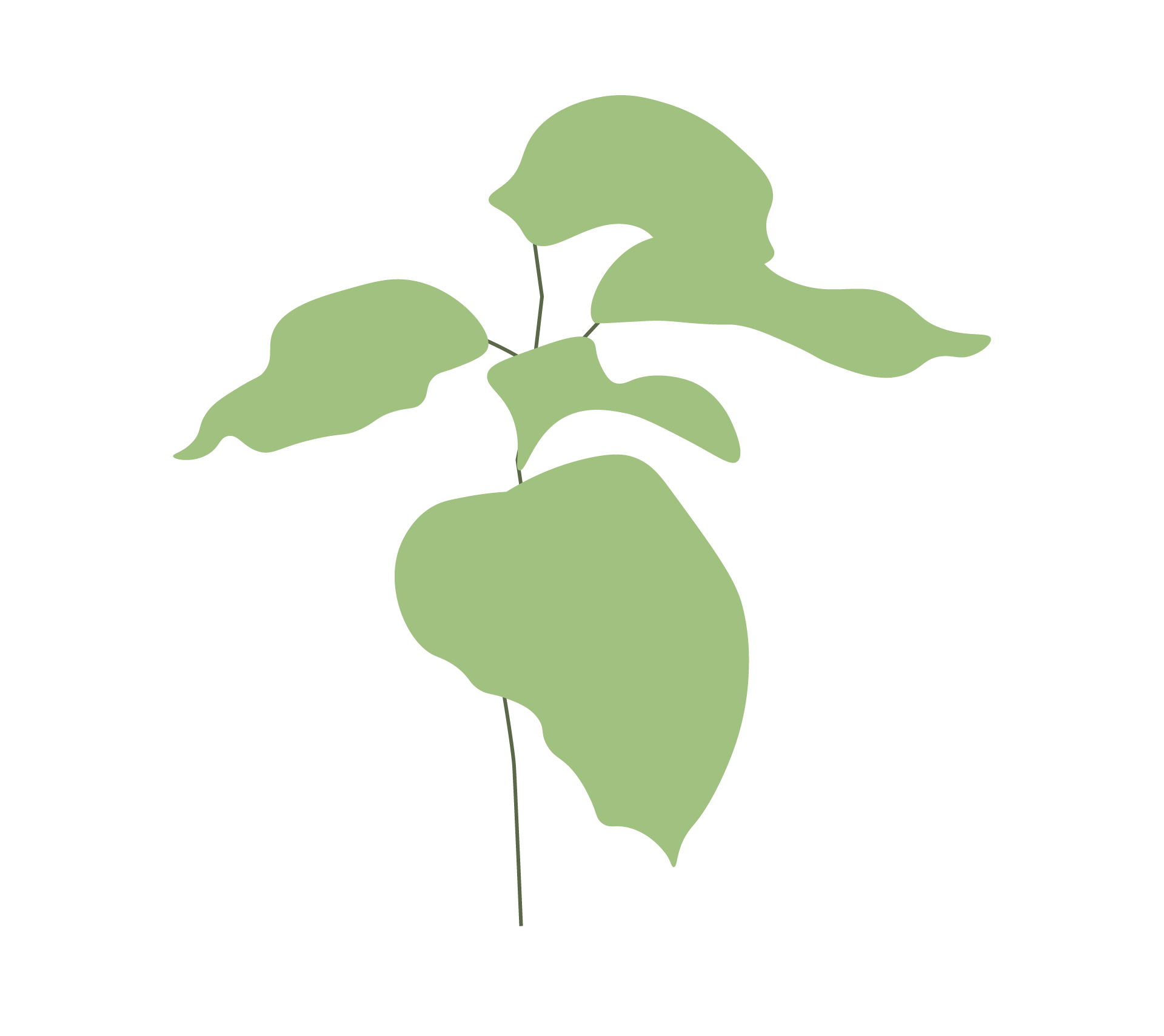 Reforestación con especies valiosas como la teca