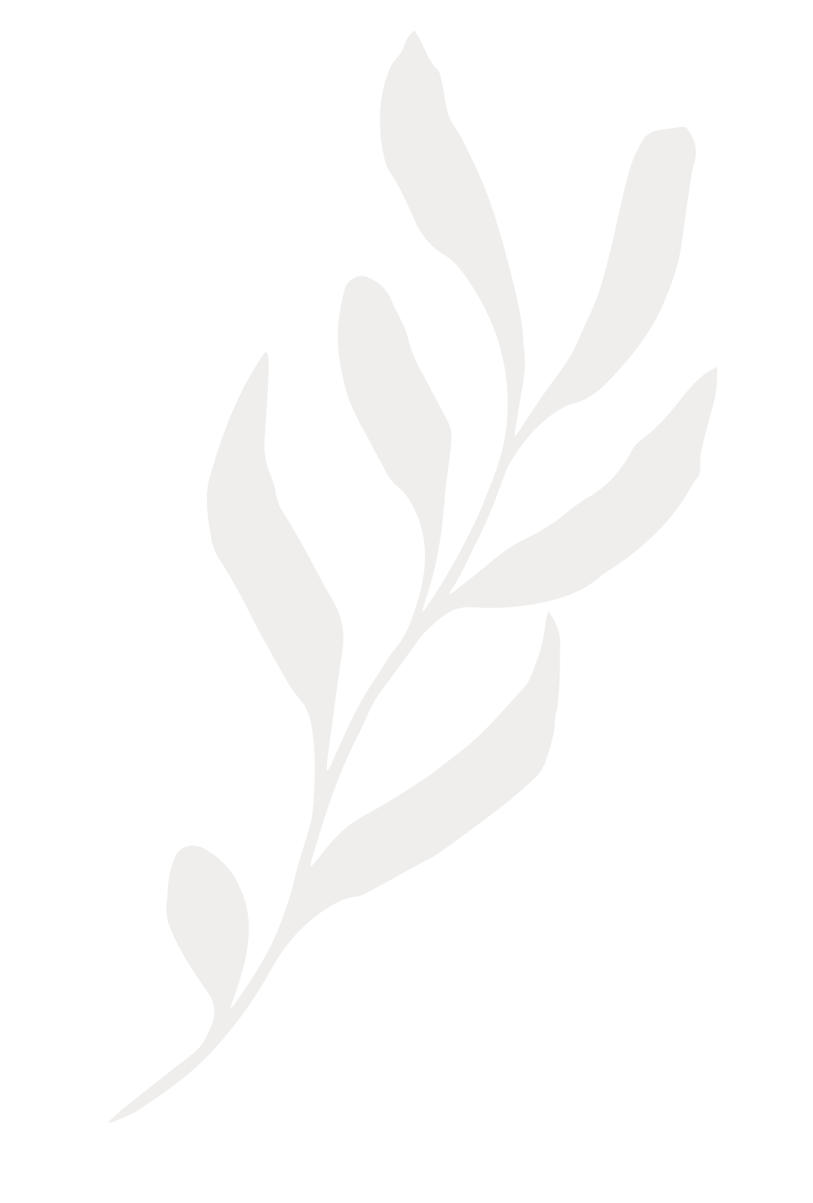 Planta fondo